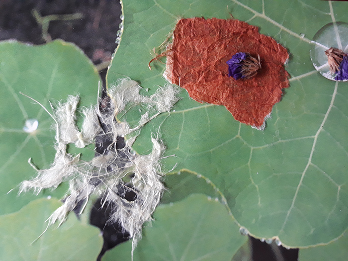 Ma Jardin