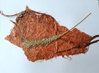 Dry Grass